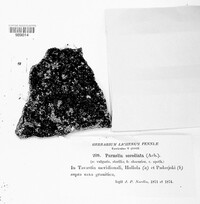 Montanelia sorediata image